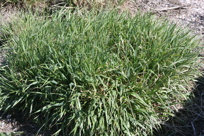 prarie grass