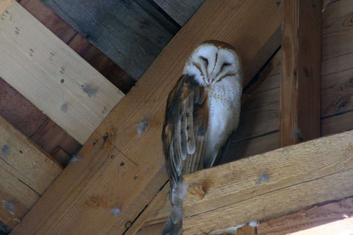 Owl Closeup