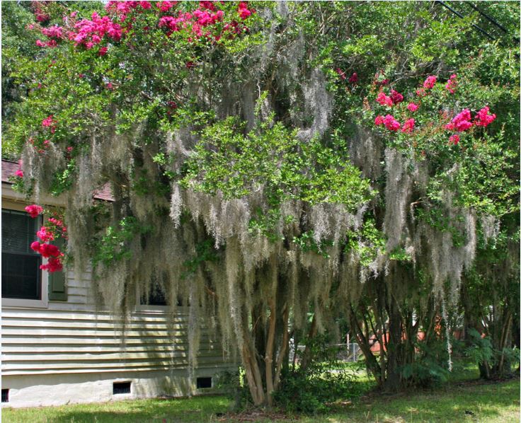 Moss Covered Crape Myrtle